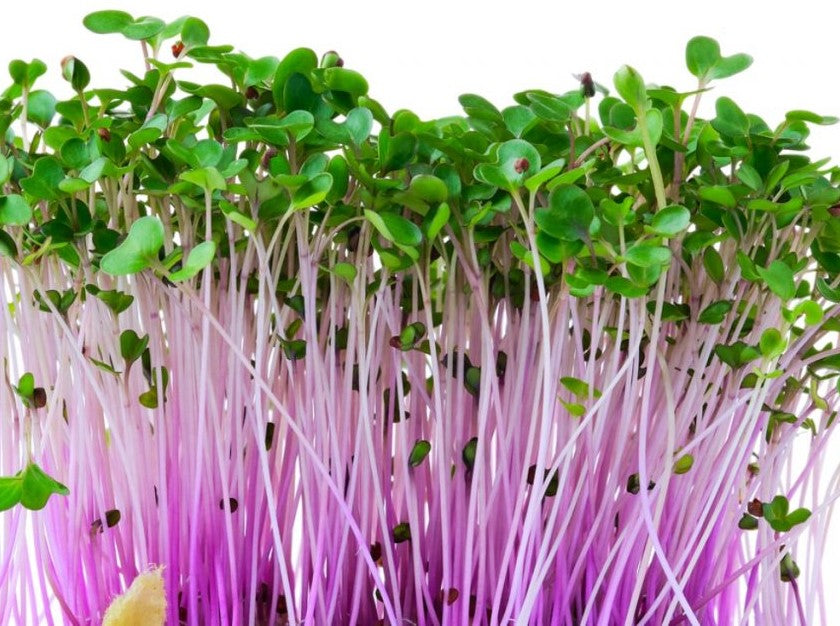 Purple Kohlrabi Microgreens