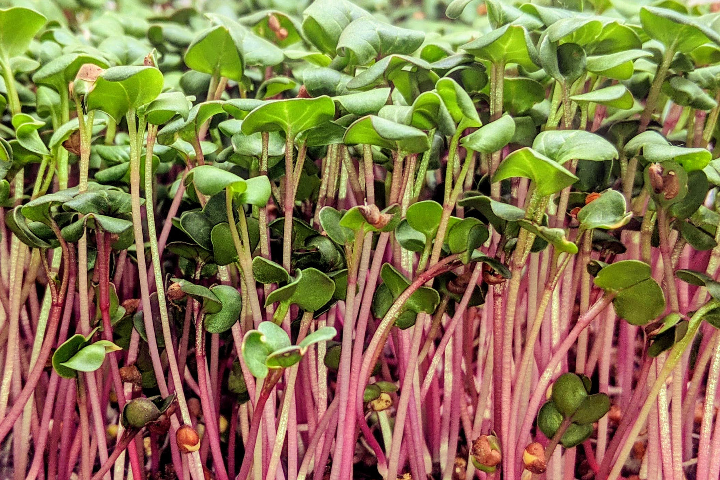 Radish Microgreens