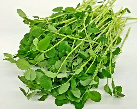 Speckled Pea Microgreens