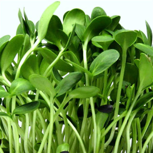 Sunflower Microgreens