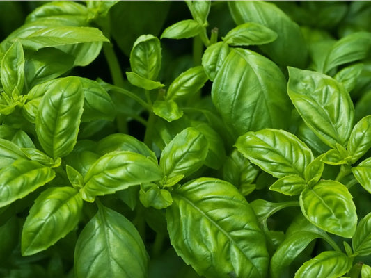 Basil - Italian Large Leaf