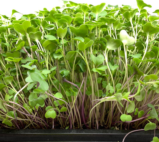 Broccoli Microgreens