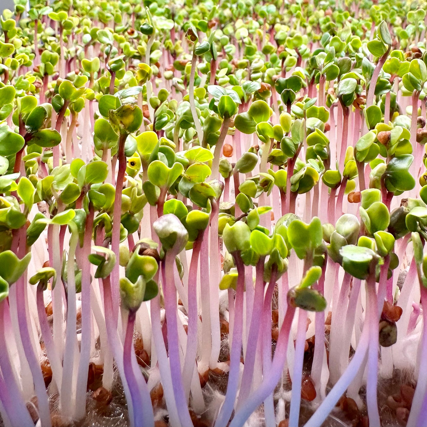 Radish Microgreens